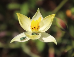 Cyanella alba flavescens