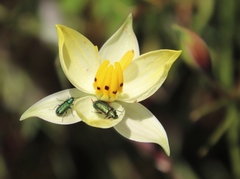 Cyanella alba flavescens