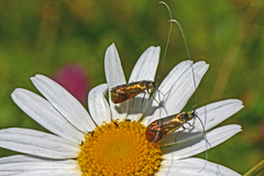 Nemophora prodigella