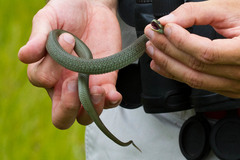 Amplorhinus multimaculatus