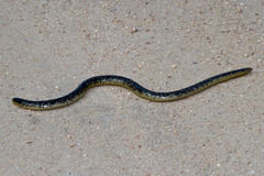 Afrotyphlops schlegelii