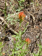 Castilleja applegatei