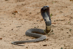 Hemachatus haemachatus