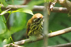 Picumnus innominatus