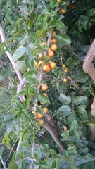 Canthium coromandelicum