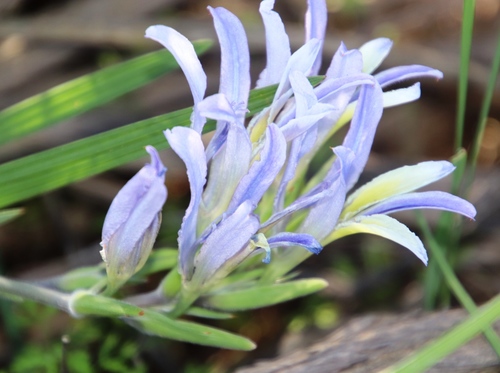 Image of Babiana mucronata by (c) Tony Rebelo, some rights reserved (CC BY-SA)