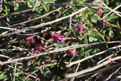 Indigofera intermedia