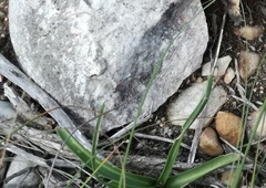 Albuca setosa