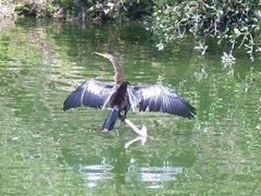 Anhinga anhinga