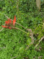Erythrina ×sykesii