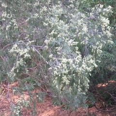 Melaleuca argentea