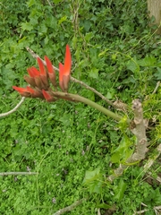 Erythrina ×sykesii