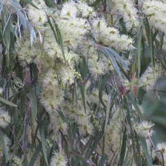Melaleuca argentea
