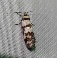 Philobota impletella