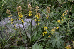 Solidago virgaurea lapponica