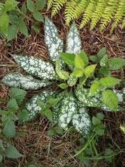 Pulmonaria longifolia