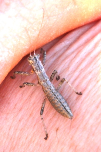 Karoophasma biedouwense photo 5