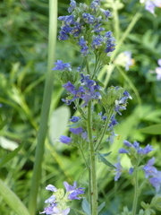 Polemonium occidentale