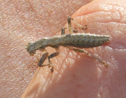 Karoophasma biedouwense photo 4