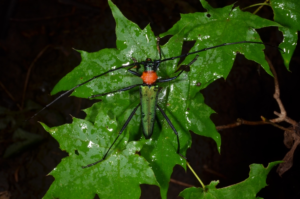 Chloridolum sieversi