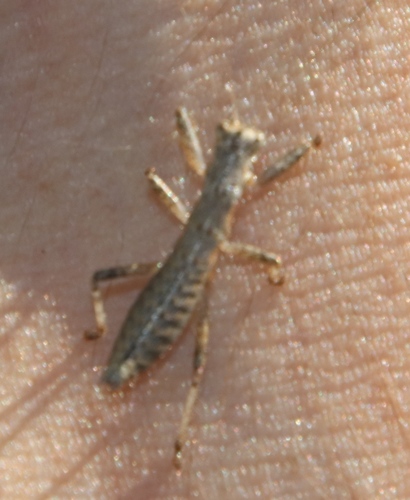 Karoophasma biedouwense photo 6