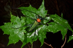 Chloridolum sieversi