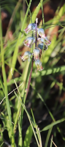 Image of Lachenalia bolusii by (c) Tony Rebelo, some rights reserved (CC BY-SA)