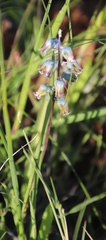 Lachenalia bolusii