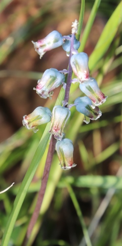 Lachenalia bolusii