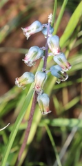 Lachenalia bolusii