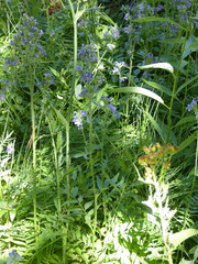 Polemonium occidentale