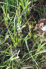 Lachenalia bolusii