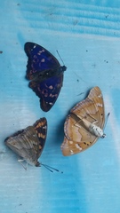 Apatura ilia
