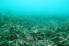 Amphibolis griffithii