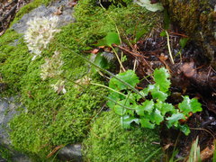 Micranthes manchuriensis