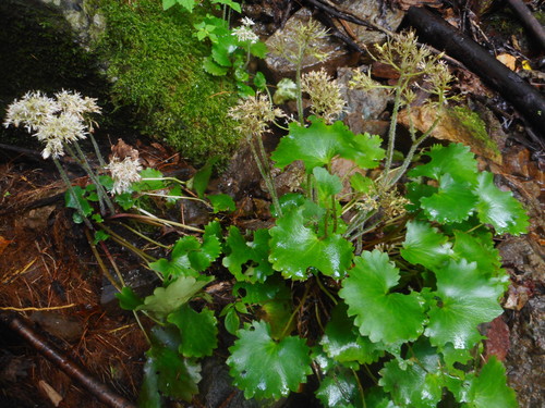 Image of Micranthes manchuriensis by (c) Eugene Popov, some rights reserved (CC BY)