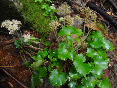 Micranthes manchuriensis