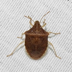 Euschistus obscurus