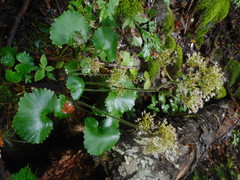 Micranthes manchuriensis