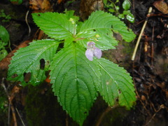Impatiens furcillata
