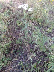 Achillea millefolium