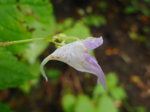 Image of Impatiens furcillata by (c) Eugene Popov, some rights reserved (CC BY)