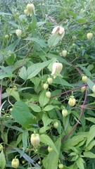 Clematis serratifolia