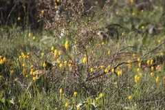 Bulbine alooides