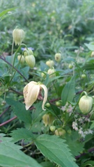 Clematis serratifolia
