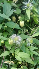 Clematis serratifolia
