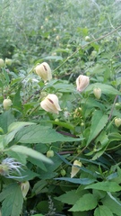Clematis serratifolia