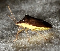 Euschistus obscurus