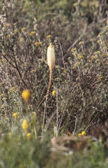 Bulbinella cauda-felis