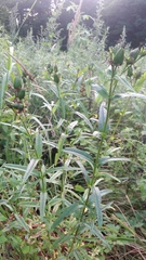 Hypericum ascyron gebleri